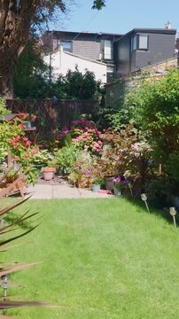 Urban garden pan reveals potted border, neat lawn, hydrangeas in pots, large sycamore tree, mixed shrubs and flowering plants beside city homes on a bright summer day. Vertical format for socials.