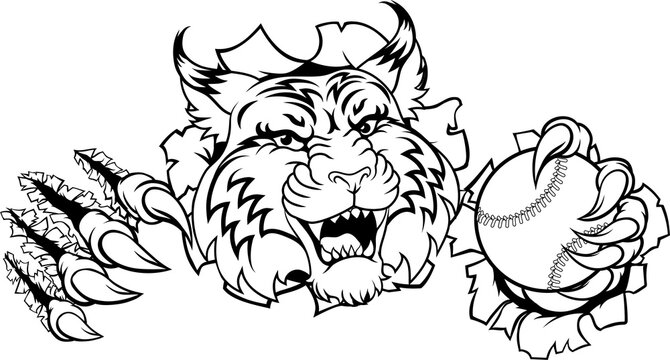 A wildcat or bobcat animal baseball or softball sports team cartoon mascot