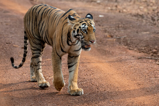 Royal bengal tiger walking on the forest road. Close up, selective focus.