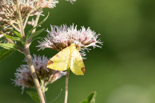 Bio Diversity - Opisthograptis luteolata - Brimstone Moth Resting on Flower
