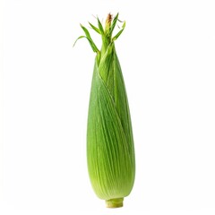 Obraz premium A single ear of fresh, green corn on the cob, tightly wrapped and ready to harvest