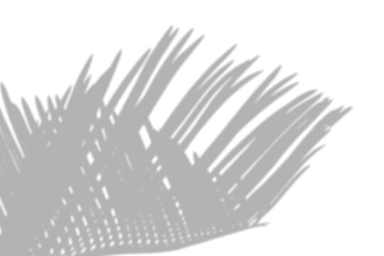 Wide Fan Palm Shadow Overlay Bottom Corner Effect