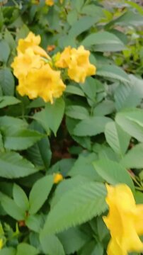 Yellow Tecoma Flowers Blooming on Tree Branch in Tropical Garden