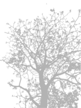 Leafy Tree Crown Shadow Overlay Full Nature Effect