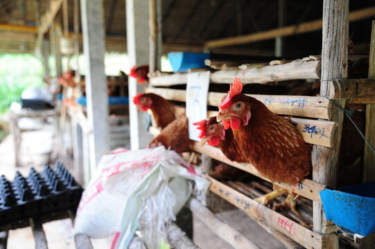 Hens laying brown eggs in traditional bamboo cages at a small-scale poultry farm
