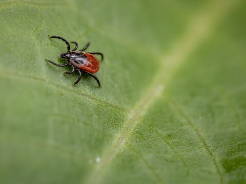 Close-up red and black tick insect crawling on green leaf with dew drops in nature