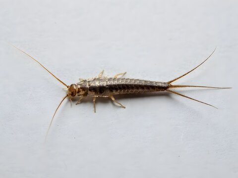 Close-up of silverfish insect crawling on white background for pest control and biology study