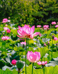 Fototapeta premium 初夏を告げる蓮の花