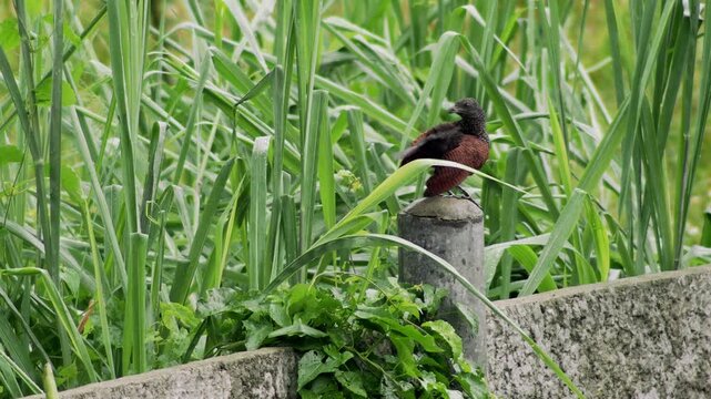Lesser Coucal Perched Above Tall Tropical Grass