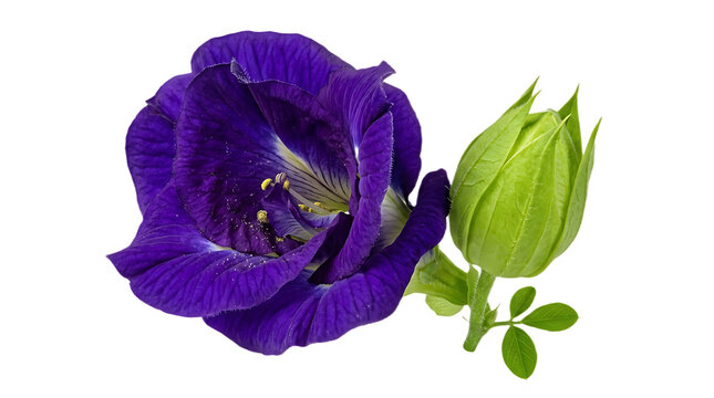 Vibrant butterfly pea flower with green bud, purple clitoria ternatea blossom on white background, organic herbal tea ingredient