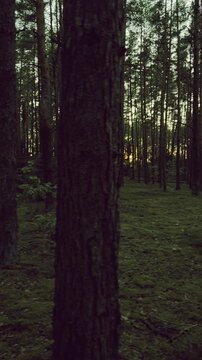 path in the woods
