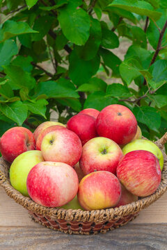 A harvest of summer apples in wicker basket grown in an ecologically clean place without fertilizers