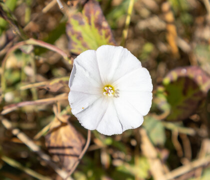 Flor blanca de correhuela silvestre con centro amarillo entre hojas secas