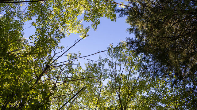 Vista inferior de ramas y hojas de &aacute;rboles verdes bajo cielo azul