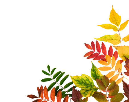 Autumn simple background with a fallen colorful leaves on a transparent background with place for text