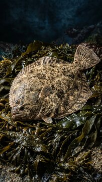 Whole raw turbot flatfish resting on wet seaweed over rocks with atmospheric moody lighting