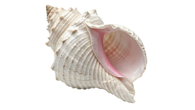 Natural spiral seashell marine life ocean souvenir collection isolated on transparent background