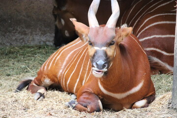 african antelope (bongo) in a zoo in france  © frdric