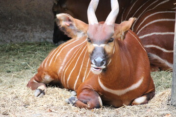 african antelope (bongo) in a zoo in france  © frdric