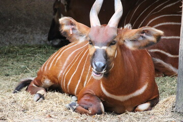 african antelope (bongo) in a zoo in france  © frdric