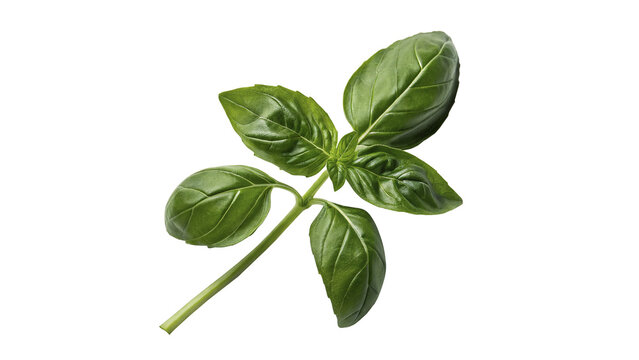 Fresh green basil herb sprig leaf culinary seasoning isolated on transparent background