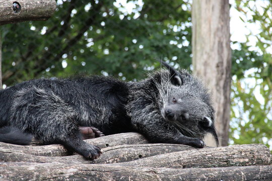 binturong (or bearcat) in a zoo in france 