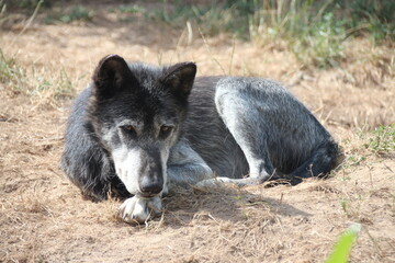 canadian wolf in a zoo in france  © frdric