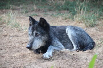 canadian wolf in a zoo in france  © frdric