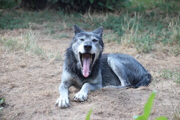 canadian wolf in a zoo in france  © frdric