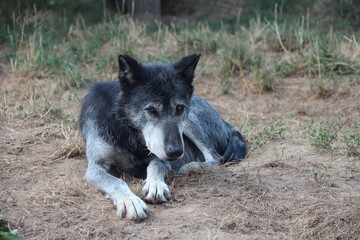 canadian wolf in a zoo in france  © frdric