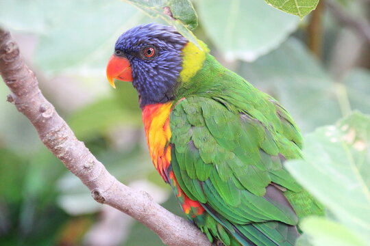 australian bird (lorikeet) in a zoo in france 