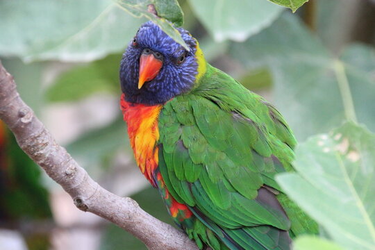 australian bird (lorikeet) in a zoo in france 