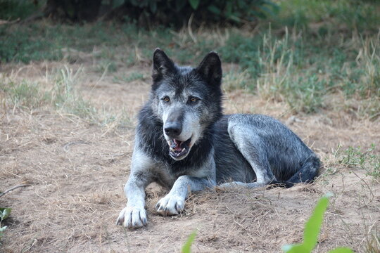 canadian wolf in a zoo in france 
