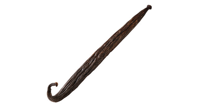 Single pod of natural dark brown aromatic vanilla bean isolated on transparent background
