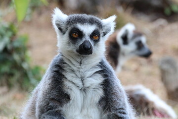 Fototapeta premium ring-tailed lemur in a zoo in france 