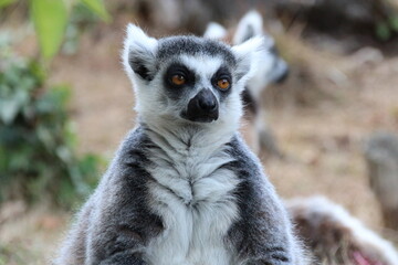 Fototapeta premium ring-tailed lemur in a zoo in france 