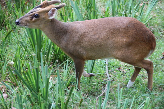 muntjac in a zoo in france 