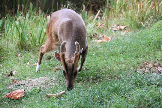 muntjac in a zoo in france 