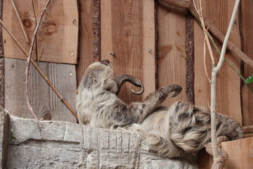 Fototapeta premium sloth in a zoo in france 