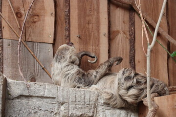 Fototapeta premium sloth in a zoo in france 