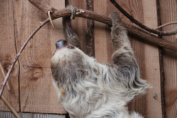 Fototapeta premium sloth in a zoo in france 