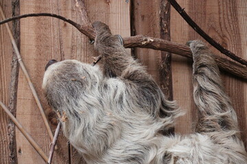 Fototapeta premium sloth in a zoo in france 
