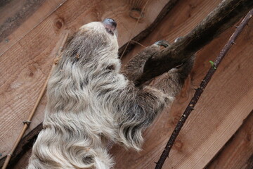 Fototapeta premium sloth in a zoo in france 