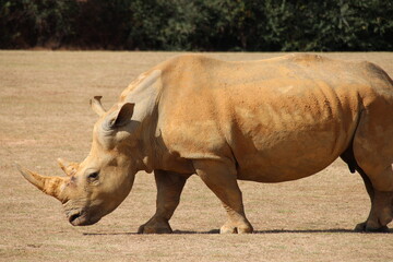white rhinoceros in a zoo in france  © frdric