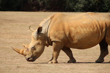 white rhinoceros in a zoo in france  © frdric