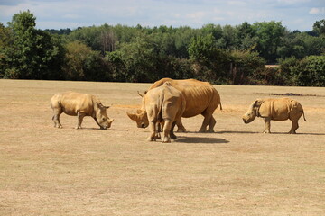 white rhinoceros in a zoo in france  © frdric