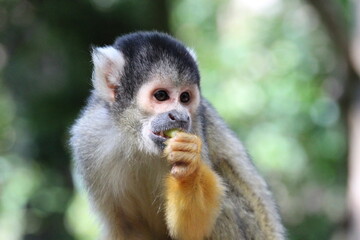 squirrel monkey in a zoo in france  © frdric