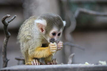 baby squirrel monkey in a zoo in france  © frdric