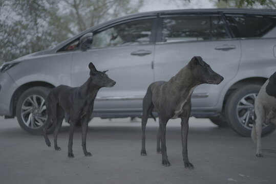Street Dog Photography Footage SLog3