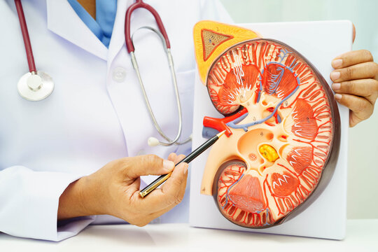 Chronic kidney disease, doctor with model for treatment urinary system, urology, Estimated glomerular filtration rate eGFR.
